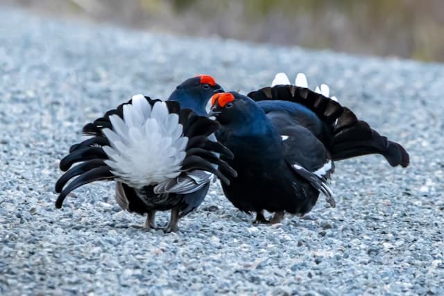 Black Grouse