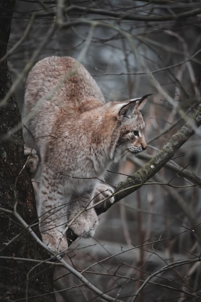 Lynx